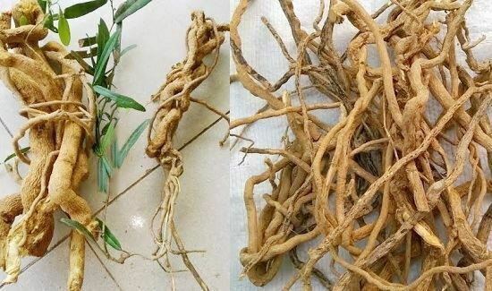 Xáo tam phân có công dụng hỗ trợ điều trị ung thư hiệu quả