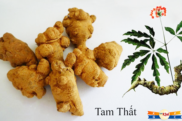 Panax NotoGinseng (Tam thất) là thành phần trong sản phẩm GHV KSOL