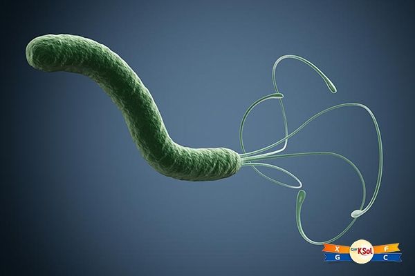 Việc dùng kháng sinh cho những người bị nhiễm H pylori có thể làm giảm số lượng tổn thương tiền ung thư trong dạ dày và giảm nguy cơ phát triển ung thư dạ dày.