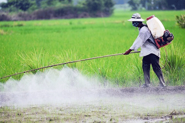 Hạn chế tiếp xúc với các loại hóa chất như thuốc diệt cỏ là một trong những cách phòng ngừa mắc ung thư máu