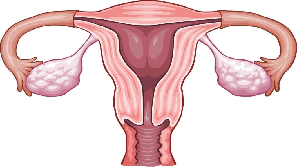 Buồng trứng ở nữ giới