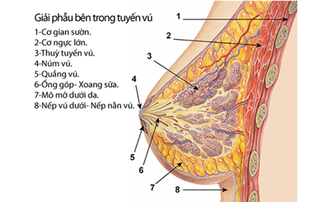 【Giải đáp】Phát hiện cục cứng ở vú là dấu hiệu của bệnh gì?