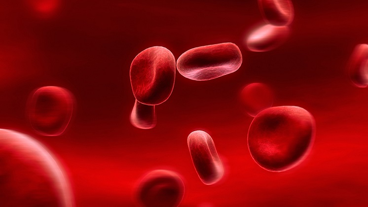 [Giải đáp] Công thức tính lượng máu trong cơ thể